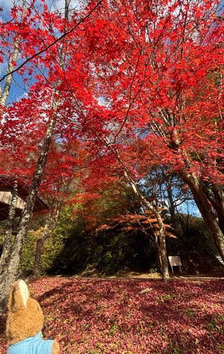紅葉狩りに行ったよ🍁