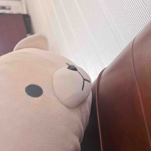 ぼしゅも おうち かえってきた