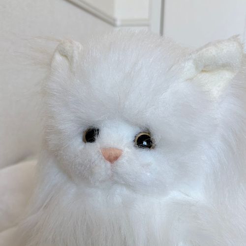 ペルシャ猫のシャンティです🫧
よろしくね