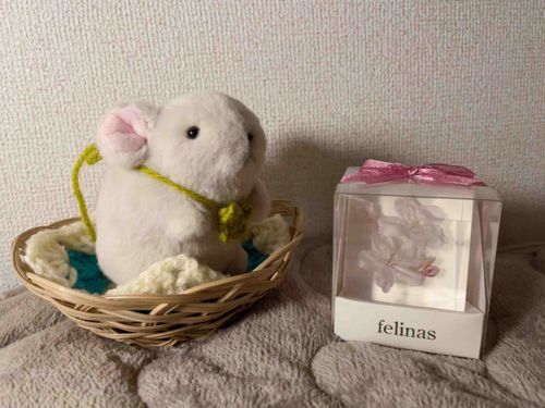 ホワイトデーは桜だったよ🌸