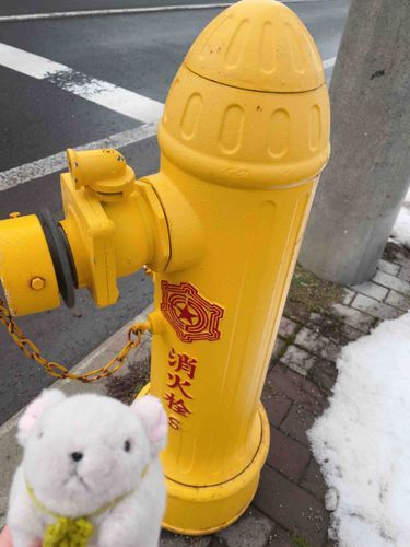 雪溶けてきたよ〜