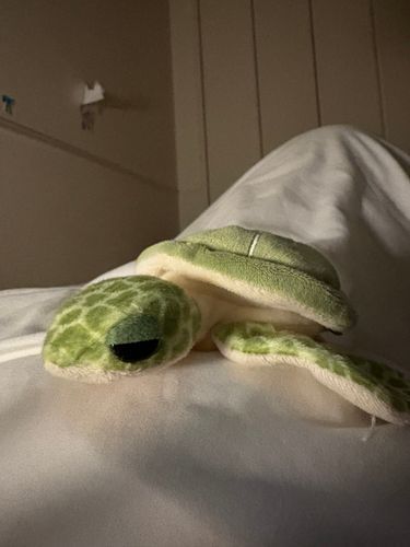 たぴみてると眠くなるでしょ🐢