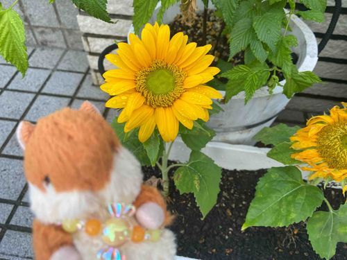 夏の お宝 🌻