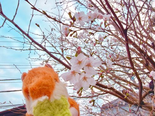 春を 発見🌸