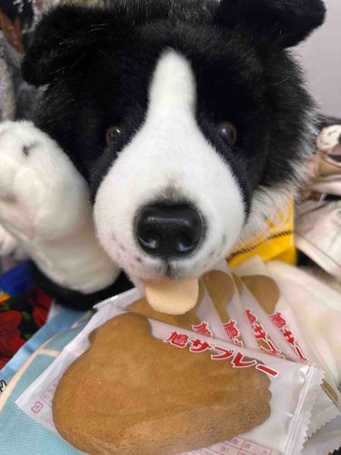 👋やあ🐶