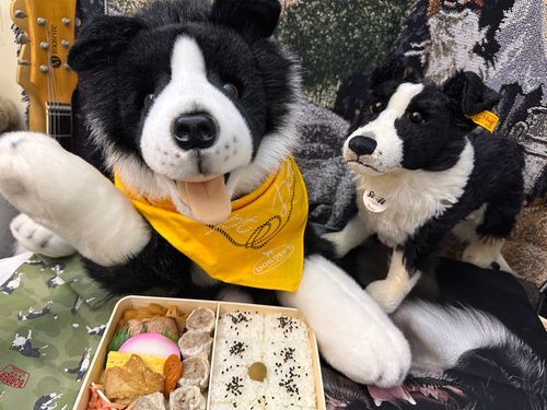 👋やあ🐶🍱🎶