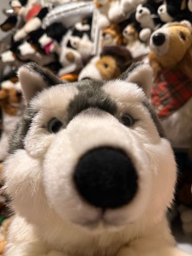 🐺自撮りしてみたよ🤳