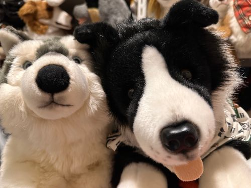 👋まったり くつろいでるよ🐺🐶✨