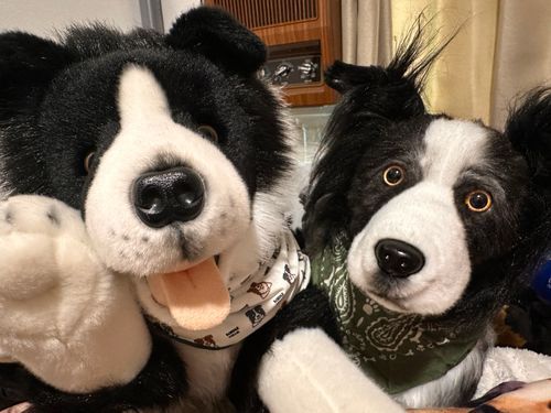 👋やあ🐶