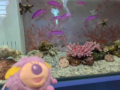ピンクの魚かわいいなぁ