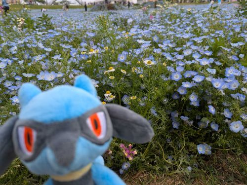 5月某日　くもり
ネモフィラオムライスだけじゃなくちゃんと本物のネモフィラも見たマク！

友だちのリオも一緒に行ったマク！

お花畑きれいだったマク〜！