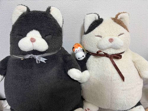 なかよしのくろにゃんです🐾
おかお似てる？？？