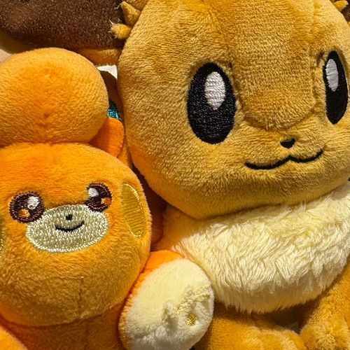 パモ(パモたん)とグレイシア(グレたん)とイーブイ(ブイブイ)のトレーナーです🫶