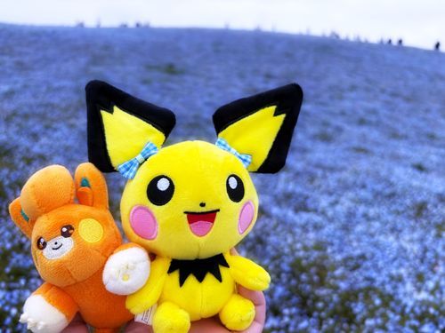 ネモフィラ🩵パモたん＆ピチュのすけ