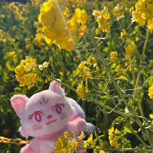 ぺぽたんと菜の花𓈒𓏸︎︎︎︎🌼*･
出会ったときはきいろいひまわりを見に行ったから、なんだか感慨深いよ〜( ᵕ ᵕ̩̩ )‎🤍