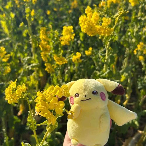 今年のお花畑はぴかちゅも来てくれたよ(ᐡ.  ̫ .ᐡ )‎✦.˚◦🌼