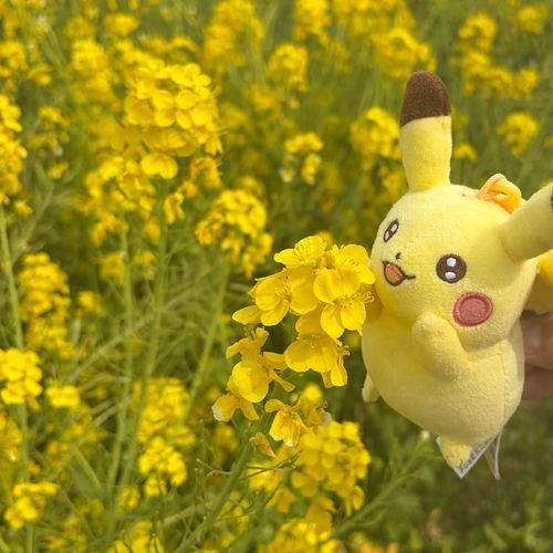 菜の花きれいだね〜(ᐡ⸝⸝› ·̫ ‹⸝⸝ᐡ)💖💖