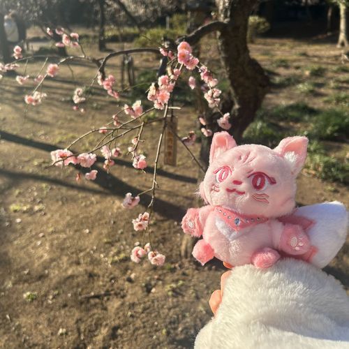 ぺぽたんのお写真あげてなかったので❕🌸ᐩᕀ うめのおはなとぺぽたんだよ‪(ᐢ.ˬ.ᐢ)🎀⟡🩶