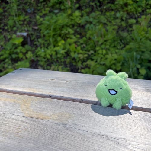 だいすきな森のなかで嬉しそうなｷｺｰﾛ*ˊᵕˋ*🌿‬‎🤍⟡.·