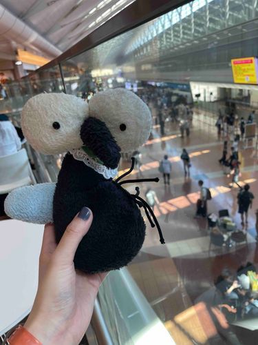 羽田空港だよ〜！✈️