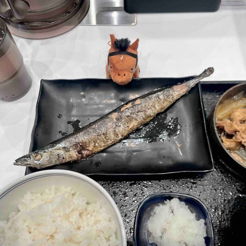 さんま観察中🐟👀✨ぷちれがち✨