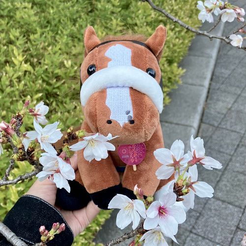 🌸テンハピちゃんと桜🌸

ナムラクレアがアイドルホースになったら、阪神カップver.なのかな。阪神カップの鞍上はCルメール騎手である。

ナムラクレアは5歳で乗り替わりになるまで、ミッキーアイルの業を背負い走り続けた。惜敗続きの為、継続騎乗を望む声と乗り替わりを望む声があり、わたしはどちらかというと前者だった。ミッキーアイル事件については知っていたけど、本人がカルマを清算するしかないのではないかと信じ続けていた。

しかしラストランの鞍上が決定した時点で、ナムラクレアは勝てないと思った。ナムラクレアが勝ったらナムラクレアのこどもに乗りたがるだろうから。結果は掲示板にすら載れず。罪というのは、忘れること自体が罪になる、、、のかな。
(浜中俊騎手のことは嫌いではありません)