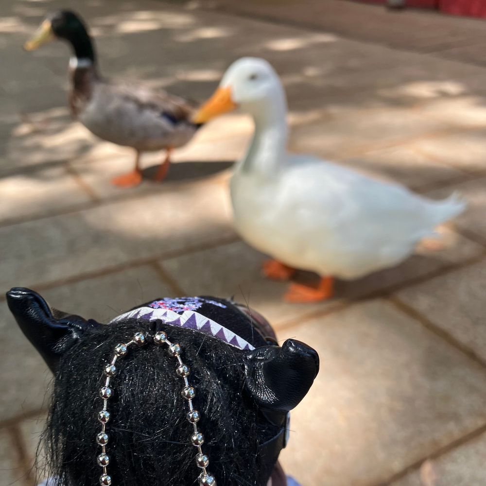 平塚八幡宮に参拝に行きました。動物たくさんいて癒されました。

1枚目：鳥居とカムニャック
2枚目：鴨と家鴨とカムニャック
3枚目：鯉とカムニャック
4枚目：亀とカムニャック
