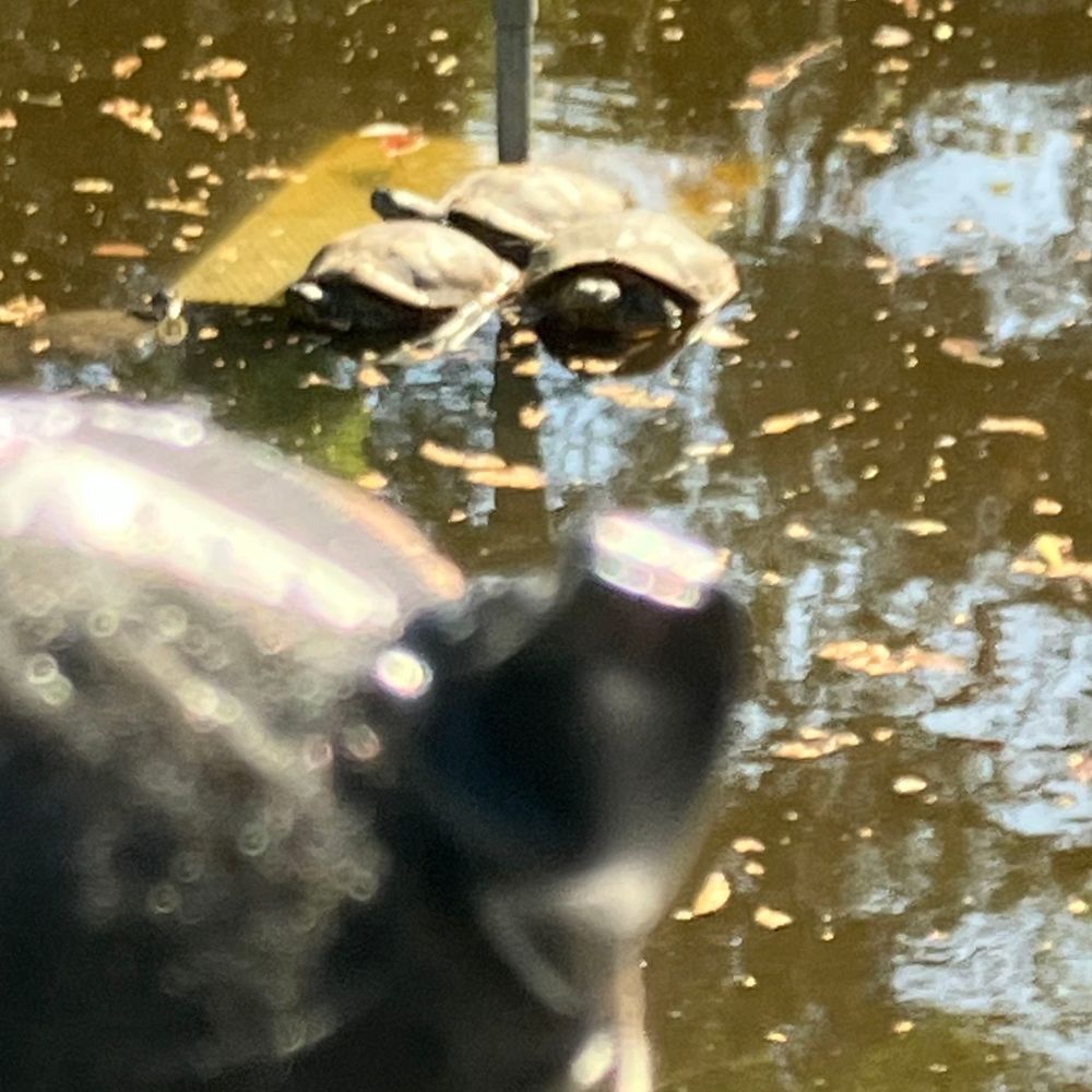 平塚八幡宮に参拝に行きました。動物たくさんいて癒されました。

1枚目：鳥居とカムニャック
2枚目：鴨と家鴨とカムニャック
3枚目：鯉とカムニャック
4枚目：亀とカムニャック
