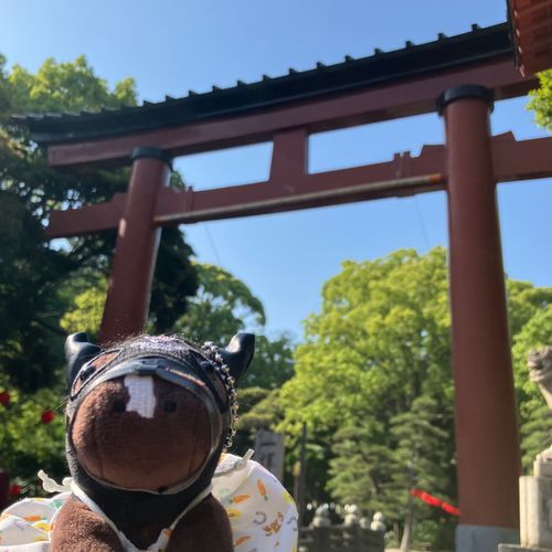 平塚八幡宮に参拝に行きました。動物たくさんいて癒されました。

1枚目：鳥居とカムニャック
2枚目：鴨と家鴨とカムニャック
3枚目：鯉とカムニャック
4枚目：亀とカムニャック