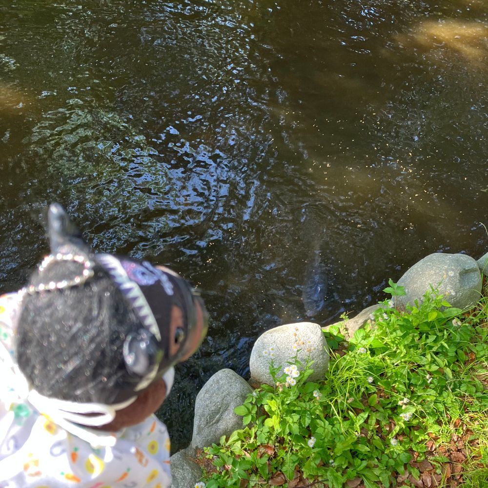 平塚八幡宮に参拝に行きました。動物たくさんいて癒されました。

1枚目：鳥居とカムニャック
2枚目：鴨と家鴨とカムニャック
3枚目：鯉とカムニャック
4枚目：亀とカムニャック
