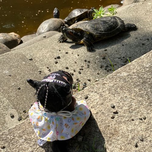 🐢亀の日🐢
亀を観察するかむにゃん🐱🦁亀はかむにゃんから目を逸らしていた…笑

かむにゃん🐱🦁とか呼んでるけど、実馬はなかなかクールビューティーなお顔立ち。ヴィクトリアマイルのパドックでは落ち着きあっていいねいいねと思いきや、だんだんそわそわしてきて、、、ゲート入り前にヘドバンしてた🎸💥

今後は距離を中距離に戻してエリザベス女王杯に向かう予定とのことで楽しみです😊