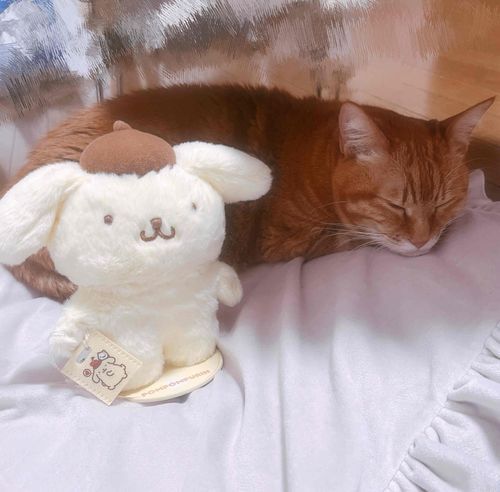 🐱🍮