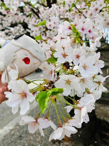 きれいにさきましたね、あるじさま！