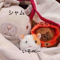 シャム、いそべー、いなちゃん