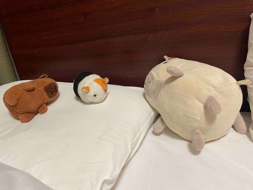 今日は丸一日遊んでつかれたなあ。
みんなくたびれてるよ。
きれいなお布団でぐっすり眠って、また明日観光だっ😆