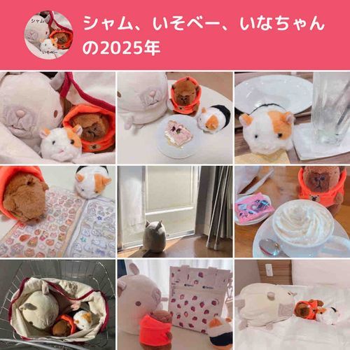 (シャム)もう2025ねんがおわるって？！
もっとたくさん投稿したかったなあ。
それは来年の目標にしよ😊
みんな！今年はたくさんいいねくれてありがとう🥰
来年もよろしくね🌟
良いお年を〜！👋