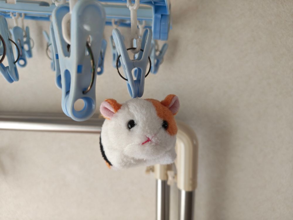 今日は生まれて初めてお風呂に入ったよ！
スポンジみたいにしぼられて、石けんの香りになったよ😊🧽🫧
しばらくは部屋干しされます😴