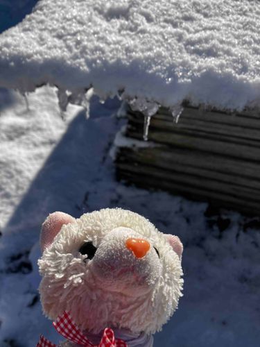 🐈遅れちゃったけど、みんなあけおめだにゃ〜🎍
なんと雪が降ってたにゃ！珍しかったからいっぱい遊んだにゃ〜っ
