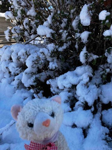 🐈ほらほらっ
たくさん積もったにゃ〜✨❄️