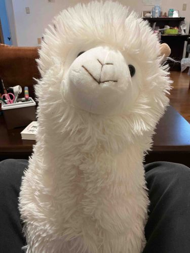 🦙みんな、久しぶりなの！
お名前が決まったの！ずっと前に決まってたんだけど、忘れちゃってたの〜💦🙏
お名前は、アルパカの「パカ」になったよ〜✨
よろしくなの😊