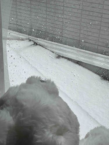 🐩もっちーだよ！
雪が降ってたの！❄️✨うちの近くで降るのは初めてな気がしてびっくりだったよ！！
