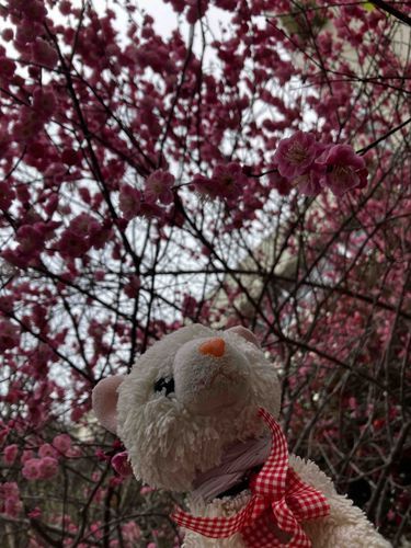 🐈梅が咲いてたにゃ！！🌸
つぼみが可愛かったにゃ💕