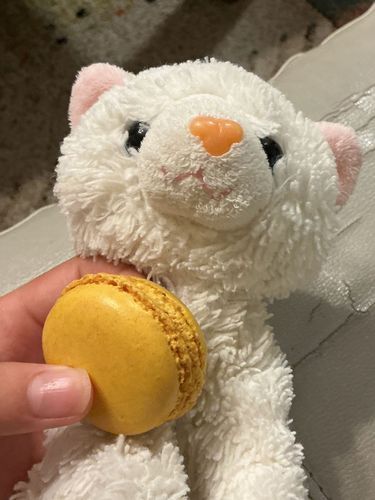 🐈ホワイトだにゃ〜✨
主の家族がマカロンお土産をくれたのにゃ〜💛🍋
ホワイトの故郷のお菓子なんだにゃ〜っ!普段は食べないからより美味しかったにゃ〜💕😋