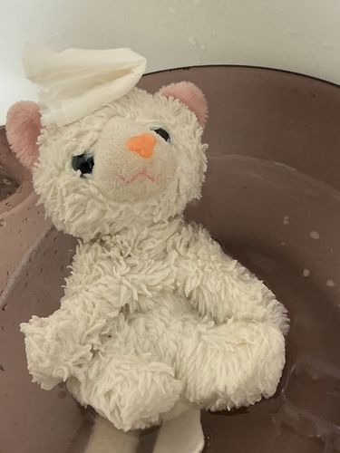 🐈実はホワイト、洗われたんだにゃ〜!🫧✨
主と出会ってからずっと洗ってなかったんけどやっと洗ったのにゃ〜っ!
水は苦手だけど、だいぶ白くなったから良かったにゃ!🤍