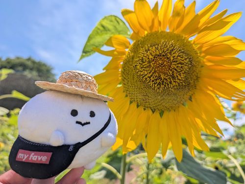 あおぞら、ひまわり、つぶお☀🌻🍿