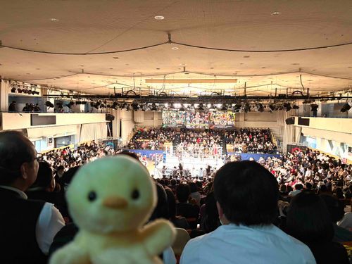 実はプロレス観るのすきなの。