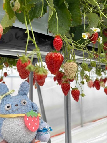 🍓