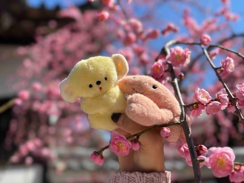 さくらの きせつになったケド…
きゃにも うめをみにいったヨ！
ここには しゅごてんじんっていって ぺっとちゃんの けんこちょじゅの きゃみさまも いるノー。ねこちゃんのおまいりもしたヨ。とかいの なかにあるけどゆったりしてて とてもすきな おみや ナノ。