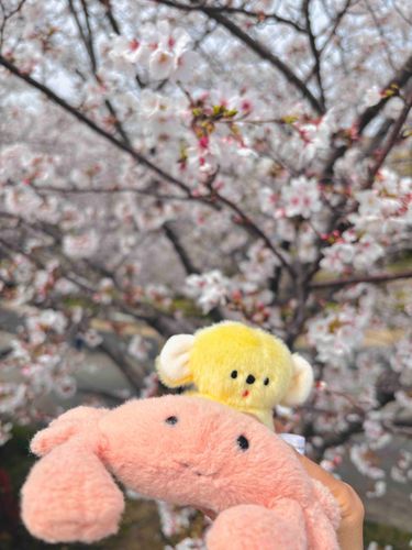 さくらも まんかい だヨー🦀🐨🌸🌸🌸