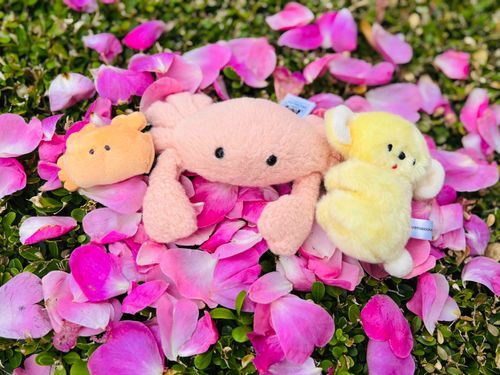 きゃいぬしが おちてる はなびらあつめて 「ふぉと ばい になみかだ！」と いってマス